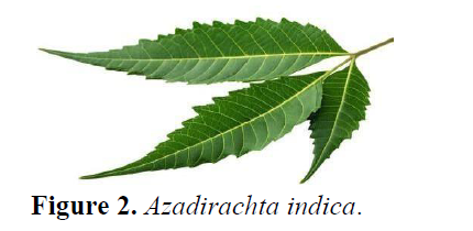 Formulation And Evaluation of Peel Off Mask From Custard Apple 3 figures