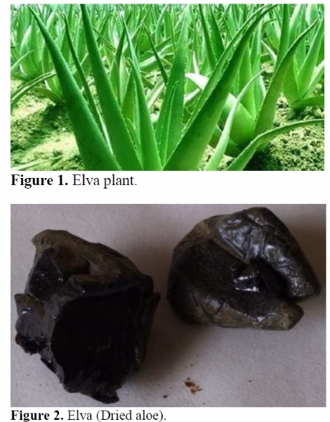 SIBR/Aloe barbadenis Mill.: A Review on Medicinal Utility from the Perspective of Unani Medicine 2 figures