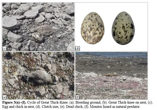Breeding Biology of Great Thick-Knee (Esacus recurvirostris) in Fresh Water Reservoir near Wankaner of Morbi District, Gujarat 4 figures