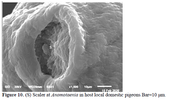 Description of The Tapeworm Anomotaenia Cohn, 1900 (Fam: Dilepididae) in Homing Pigeons Columbae liva and Domestic Chicken Gallus gallus domesticus 11 figures