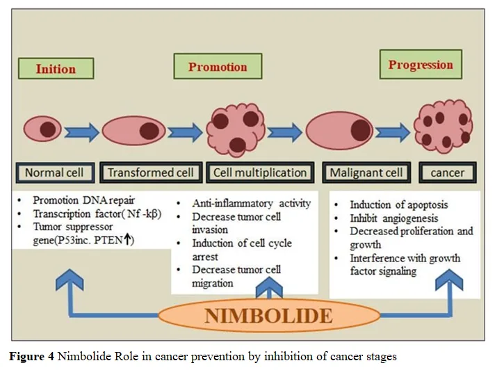 A Comprehensive Review on Pharmacological and Therapeutic Uses of Azadirachta Indica in the Treatment of Various Diseases 5 figures
