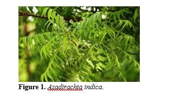 Exploring Azadirachta indica’s Potential to Combat Visceral Leishmaniasis Through GP63 Inhibition 2 figures