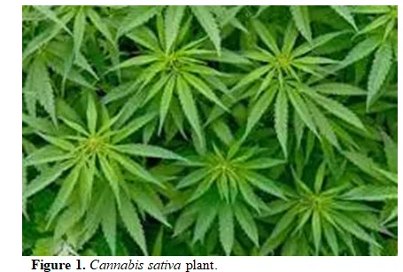 Cannabinoids as Nutritional Supplements: Exploring The Potential Health Benefits and Regulatory Landscape 2 figures