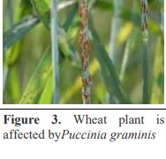 Green Synthesis of Silver Nanoparticles: Antifungal Efficacy Against Aspergillus niger and Agricultural Benefits 4 figures