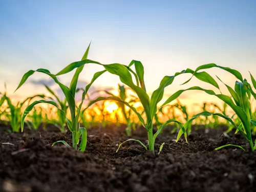 How Do I Find the Right Agriculture Research Paper Publication in 2026?