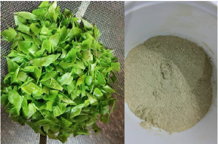 Studies on Extraction of Flavonoids from the Peel of Pisum Sativum 1 23c8a9ee fe