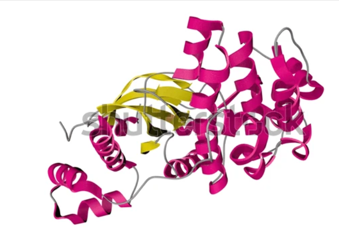 Effect of Energy/Protein Ratio and Strain on Performance, Nutrient Digestibility and Serum Biochemical Indices of Exotic and Locally Adapted Turkey 1 2871320c fe
