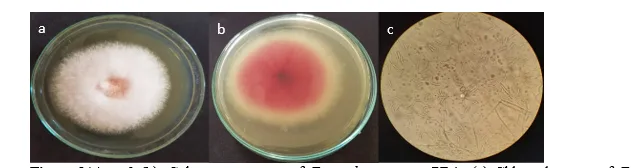 Efficacy Evaluation of Trichoderma Harzianum, T. Viride, & T. Asperellum: Eco-Biocontrol Agents Against Dry Rot of Potato in Pakistan 1 e8b100d2 m png