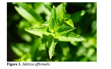 In Silico Molecular Docking Studies of Phytocompounds from Melissa officinalis Against MPXV Poxin Target 2 figures