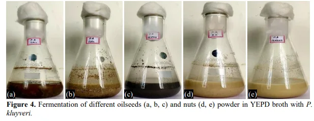 Total Lipids and Storage Quality of Oil Seeds and Nuts as Influenced by Yeast Fermentation 5 figures