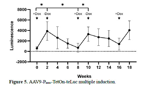 An AAV Vector for Inducible Gene Expression Preferentially in Muscles 6 figures
