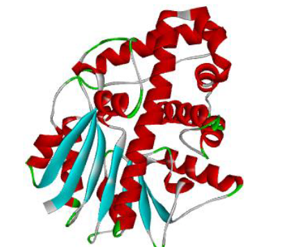 Molecular Docking Study: Targeting mycobacterium leprae ML2640 Protein Using Active Compounds from Coscinium fenestratum 11 figures