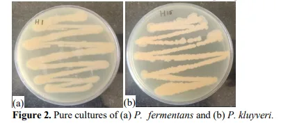 Total Lipids and Storage Quality of Oil Seeds and Nuts as Influenced by Yeast Fermentation 3 figures