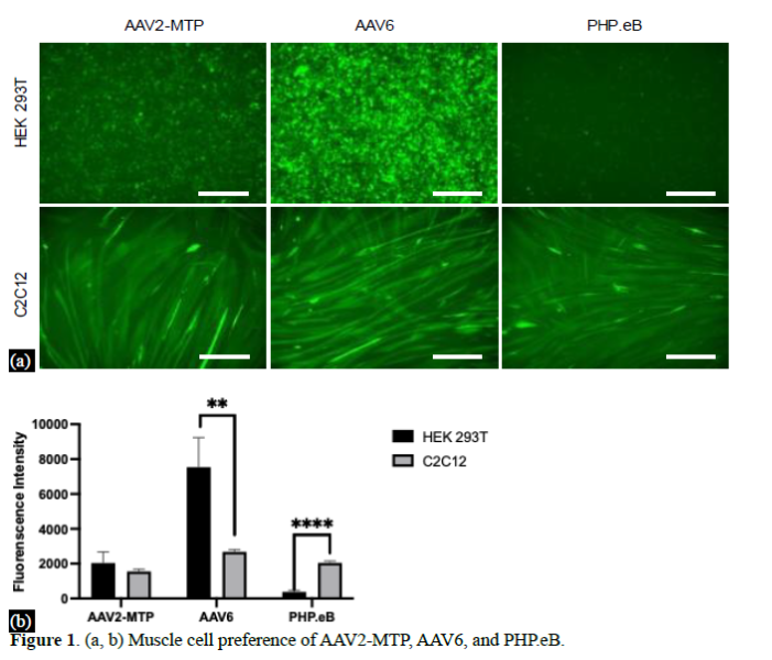 An AAV Vector for Inducible Gene Expression Preferentially in Muscles 2 figures