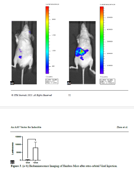 An AAV Vector for Inducible Gene Expression Preferentially in Muscles 4 figures