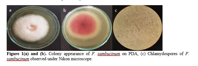 Efficacy Evaluation of Trichoderma Harzianum, T. Viride, & T. Asperellum: Eco-Biocontrol Agents Against Dry Rot of Potato in Pakistan 2 figures