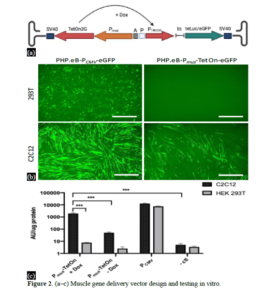 An AAV Vector for Inducible Gene Expression Preferentially in Muscles 3 figures