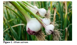 Exploring the Potential of Allium sativum Phytocompounds as B-Cell Leukemia 2 Inhibitors in Acute Lymphoblastic Leukemia: Molecular Docking Study 2 figures