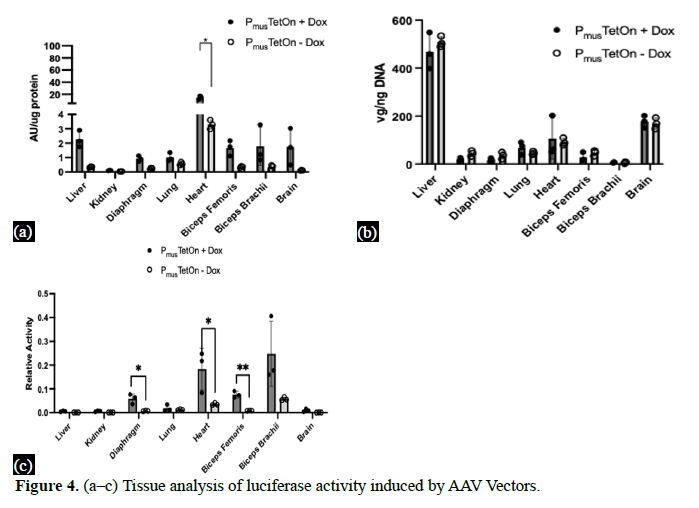 An AAV Vector for Inducible Gene Expression Preferentially in Muscles 5 figures